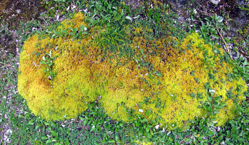 Sphagnum tundrae